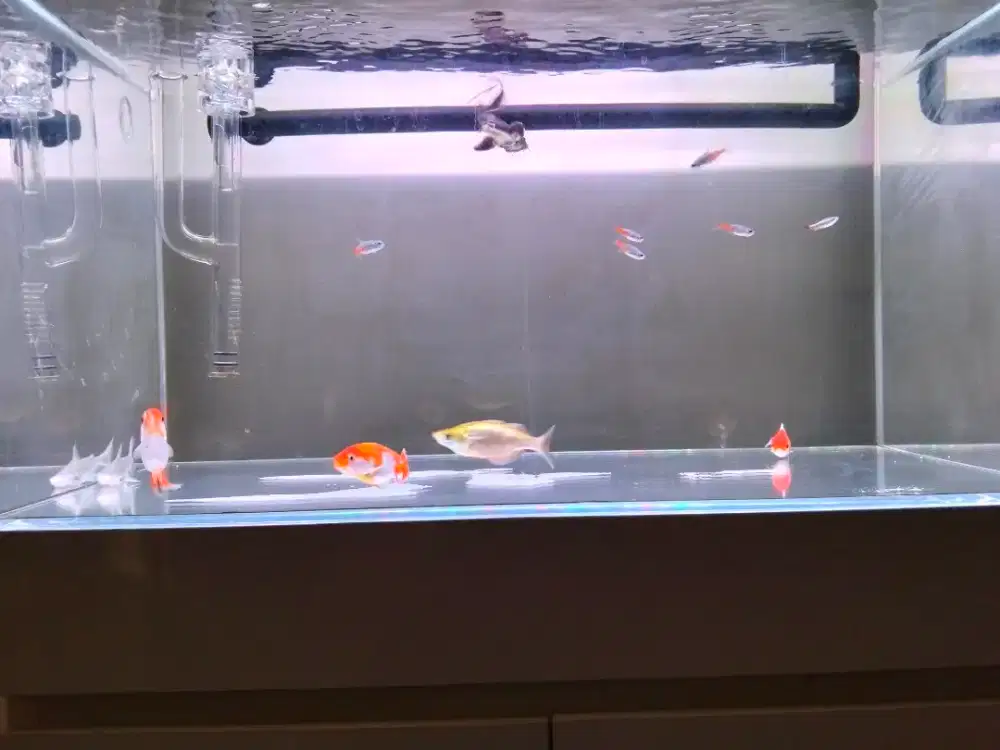 AQUARIUM OPTIC CLEAR + KABINET 60CM