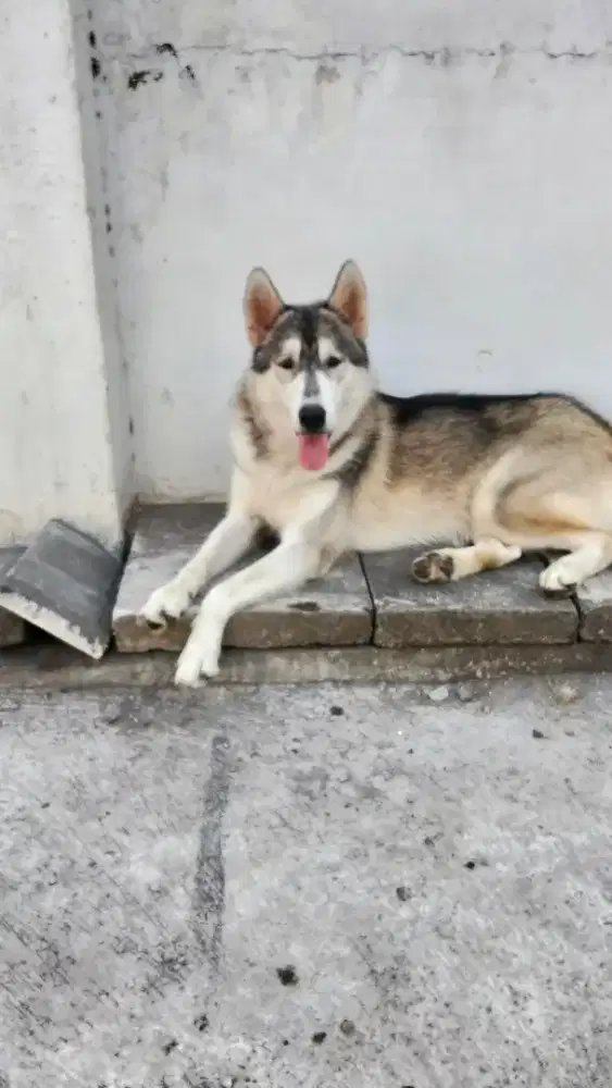 Yg minat Husky betina. Silakan merapat