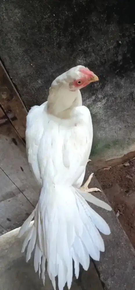 Ayam aseel parrot betina ori