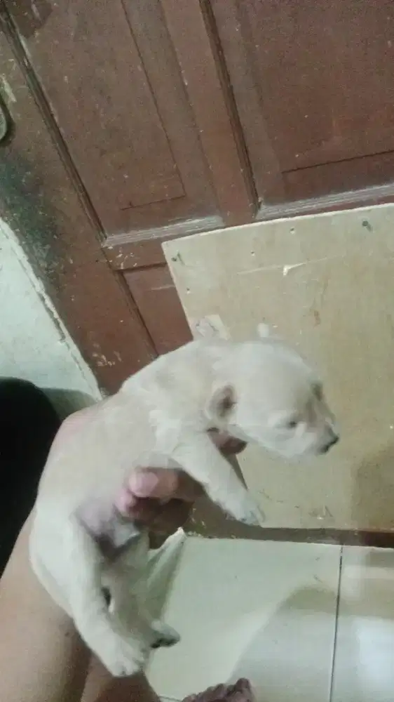 Poodle mix po banyak bulu
