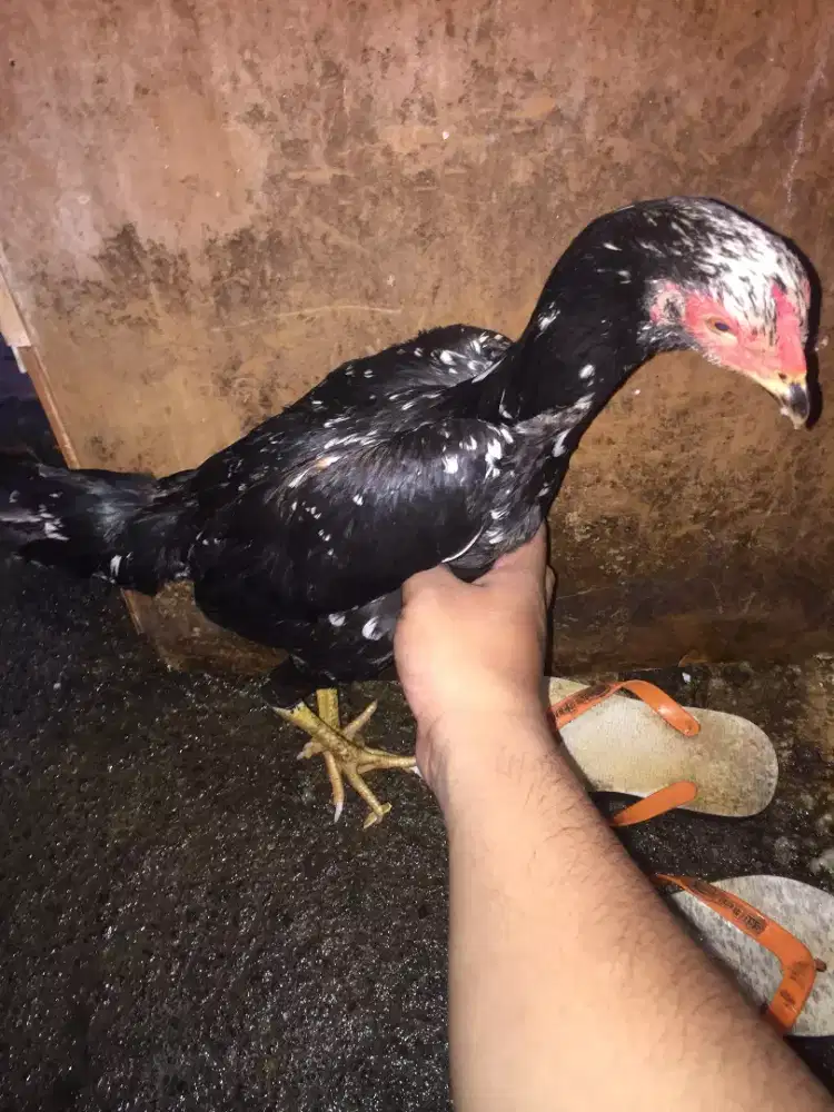 Jual ayam cewean Bangkok 4 dan ayam pelung cewean 1