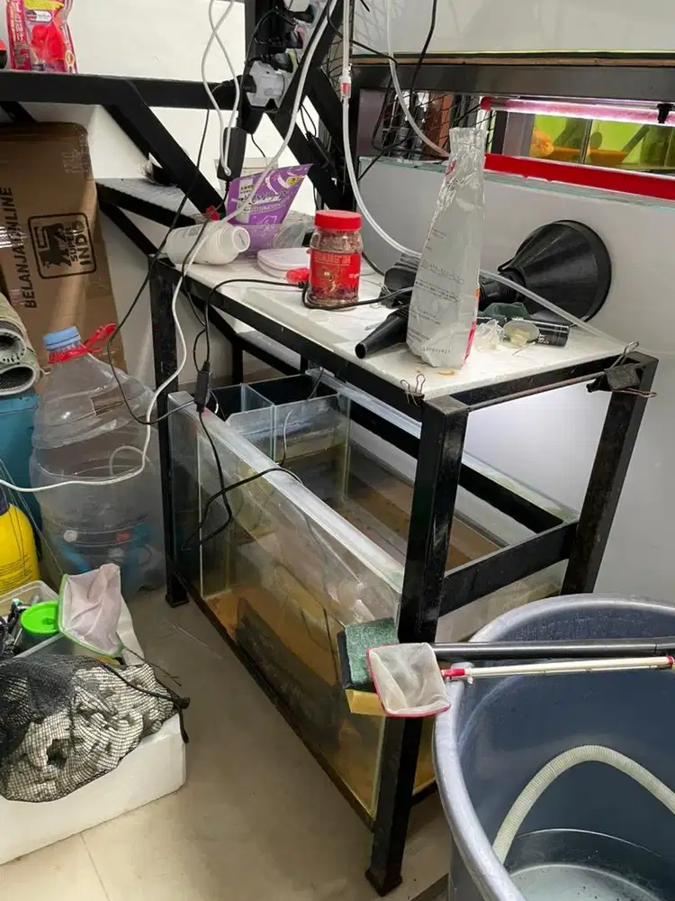 Jual akuarium bekas lohan dan mas koki