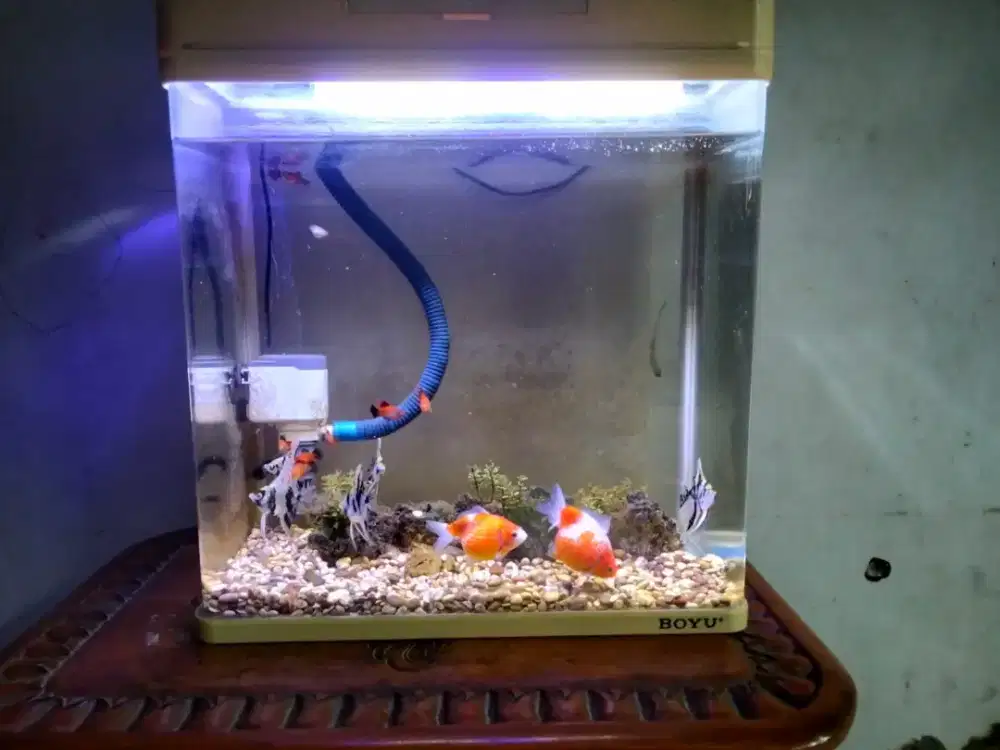 Aquarium merek Boyu