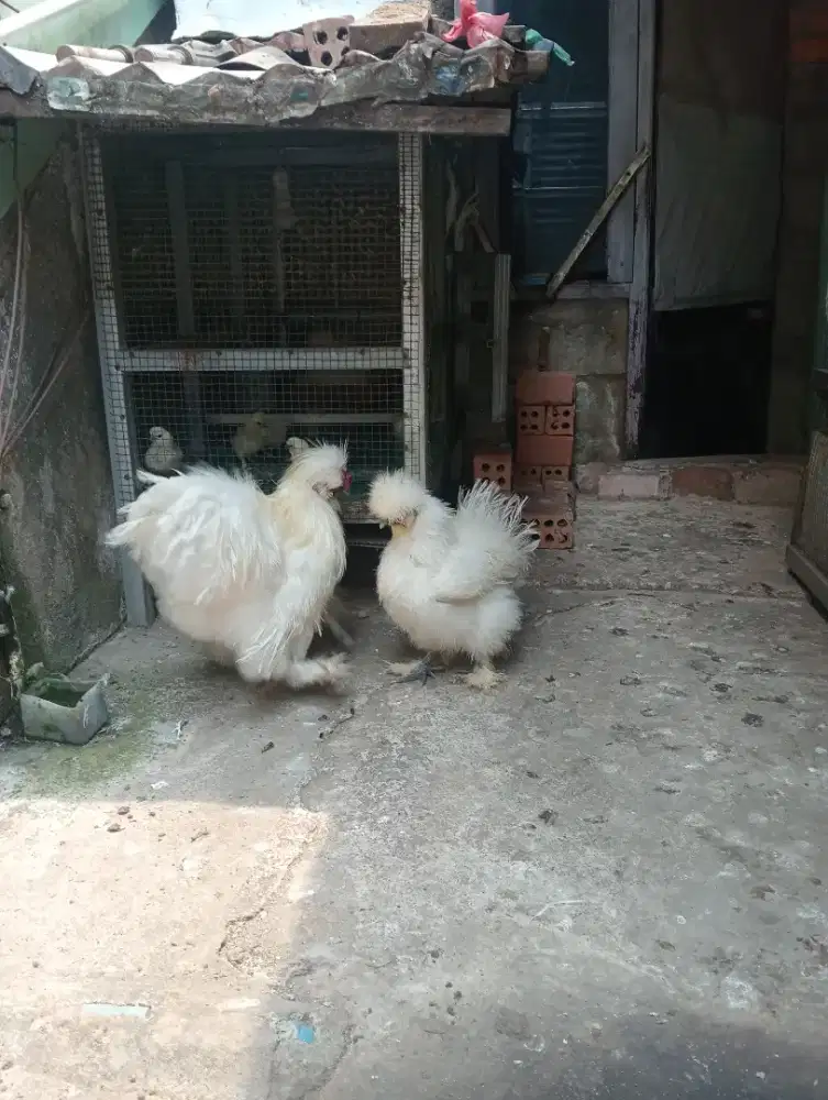 Ayam Hias American Silkie