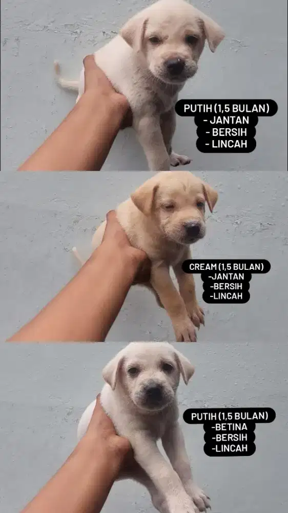 ANAK ANJING LUCU