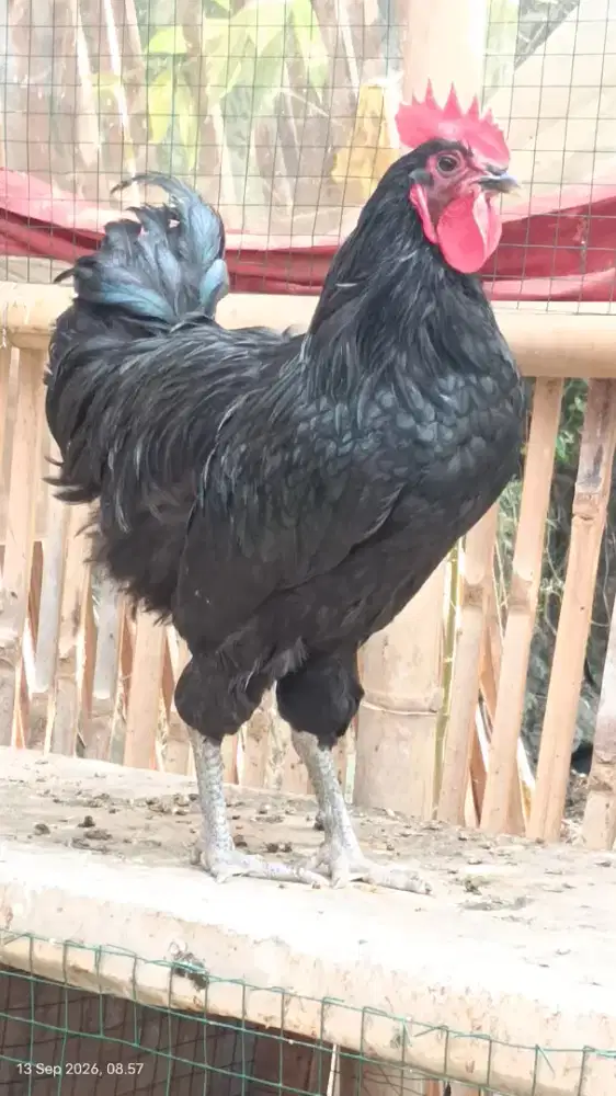 Ayam Australorp