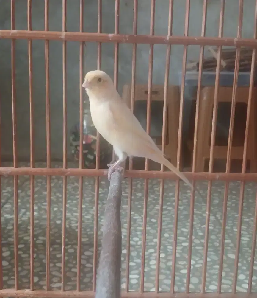 Burung Kenari Betina AF