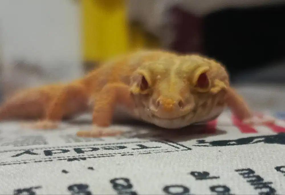 Leopard Gecko Tangerine Emerine Bell