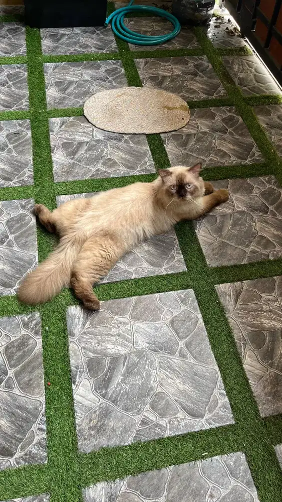 Kucing Himalaya Jantan