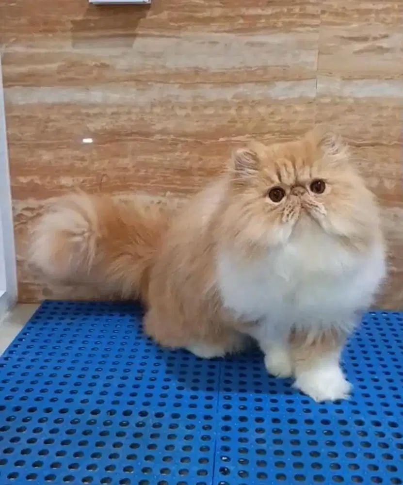 Kucing Persia Peaknose Jantan 6 Bulan