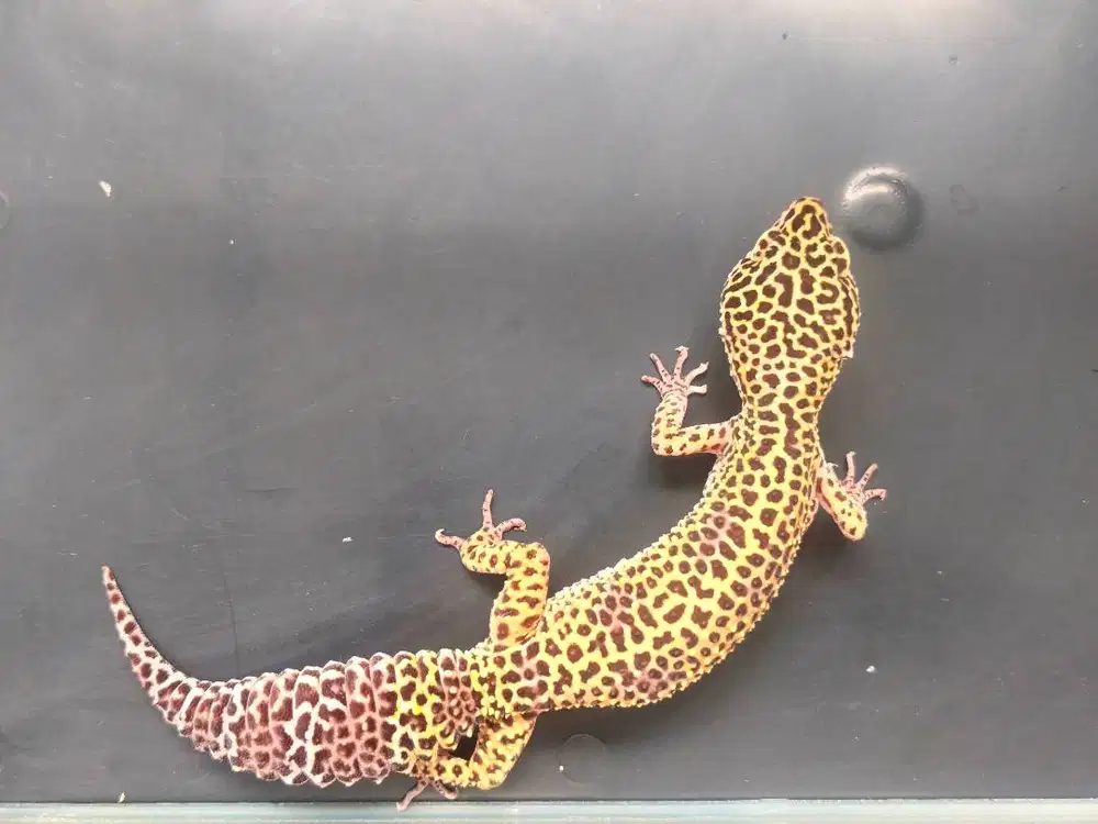 Leopard Gecko Dewasa Betina Abu