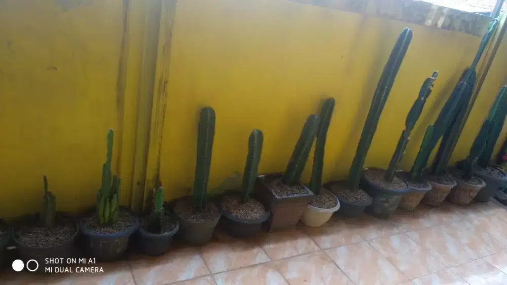 Kaktus Koboy belimbing