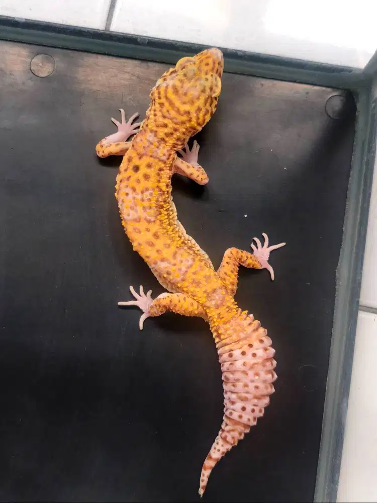 Leopard Gecko Dewasa Betina Oranye