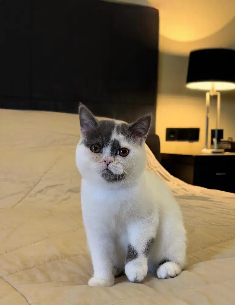 Kucing British Shorthair MALE BSH SF