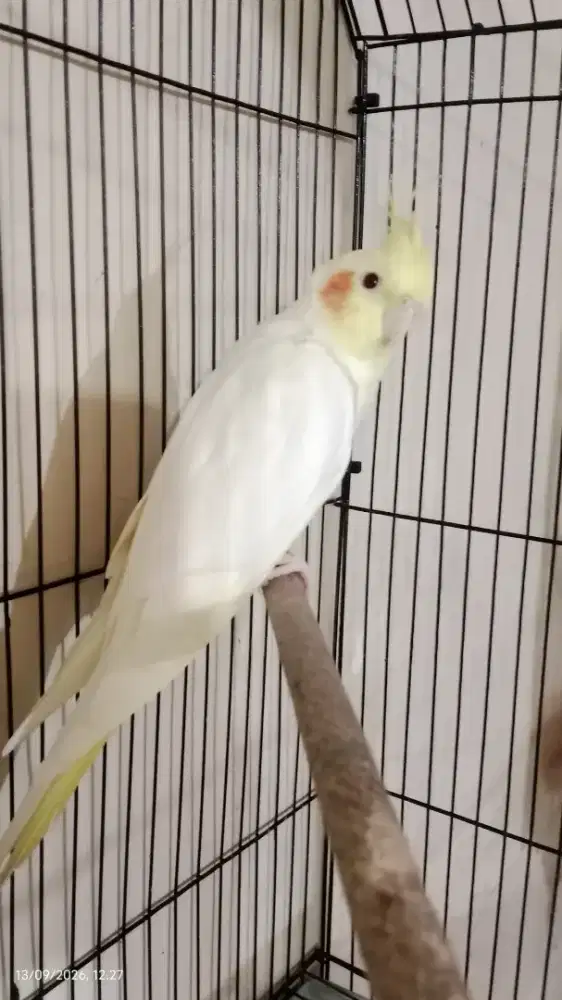 Burung Falk/ Parkit Australi Lutino MM jantan