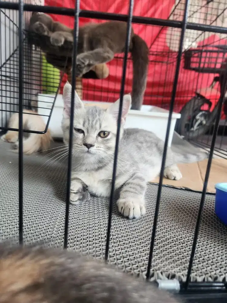 kucing munchkin mix bsh munchkin