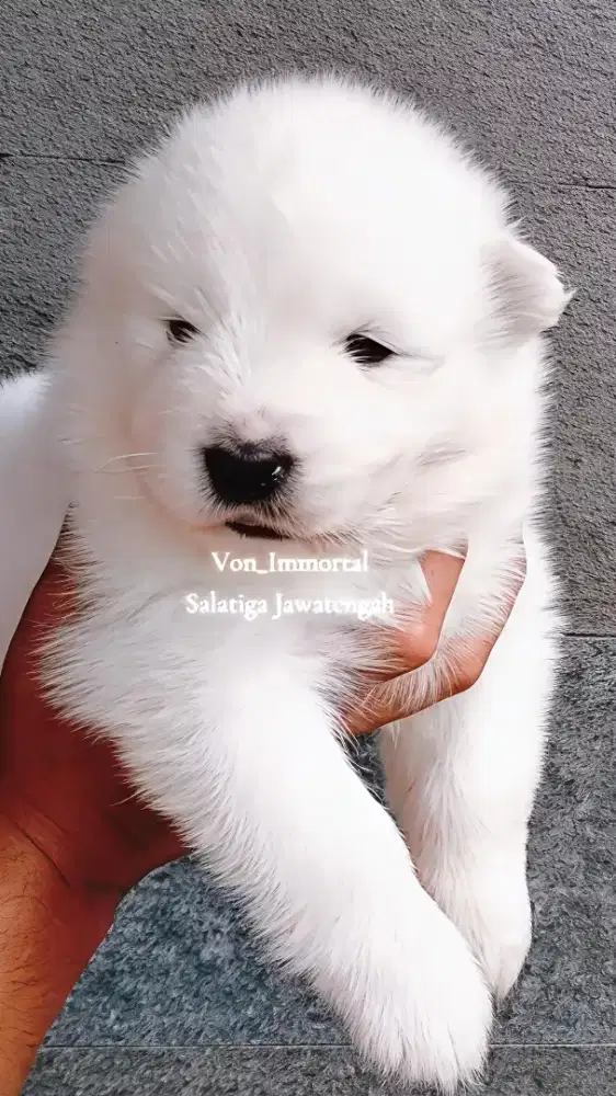 Samoyed Jantan ready oktober