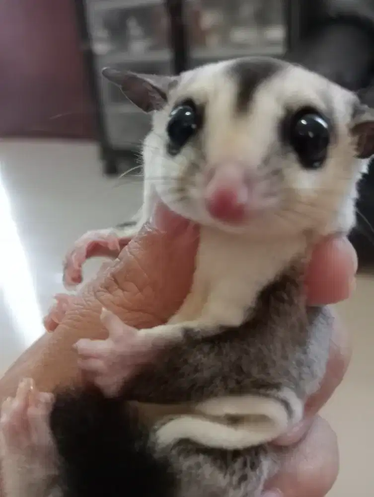 Sugar glider Wf het leu Jantan