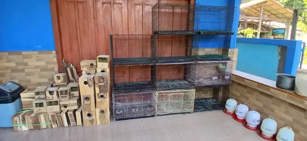 Kandang burung bagus