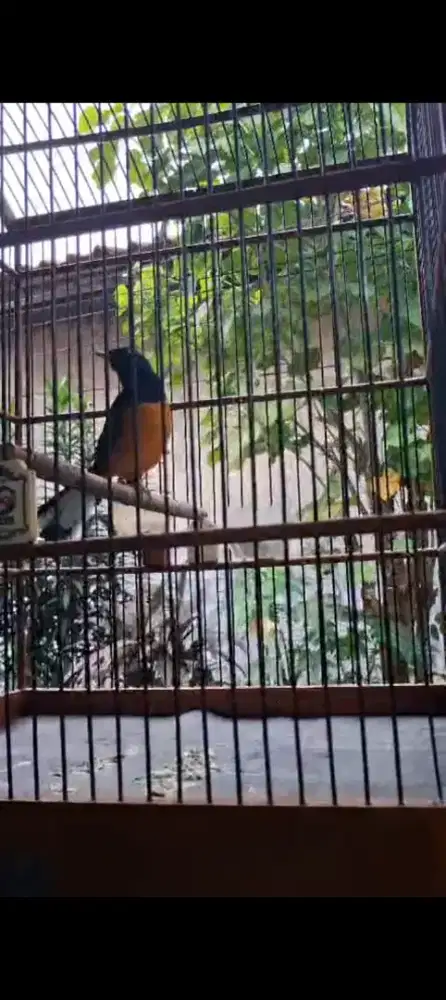 Murai Batu Pastol 1x mabung