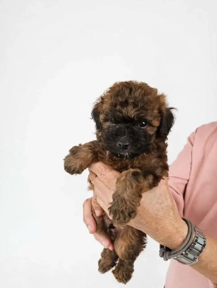 Toy Poodle Gemoy