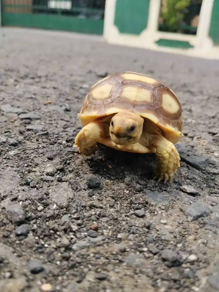 SULCATA BABY 6,5–7 CM | SEHAT, AKTIF, HIDUNG PLONG & MATA BELO