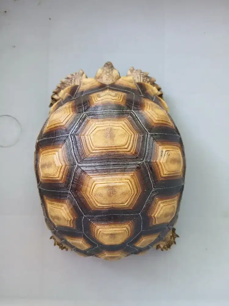Kura kura SULCATA