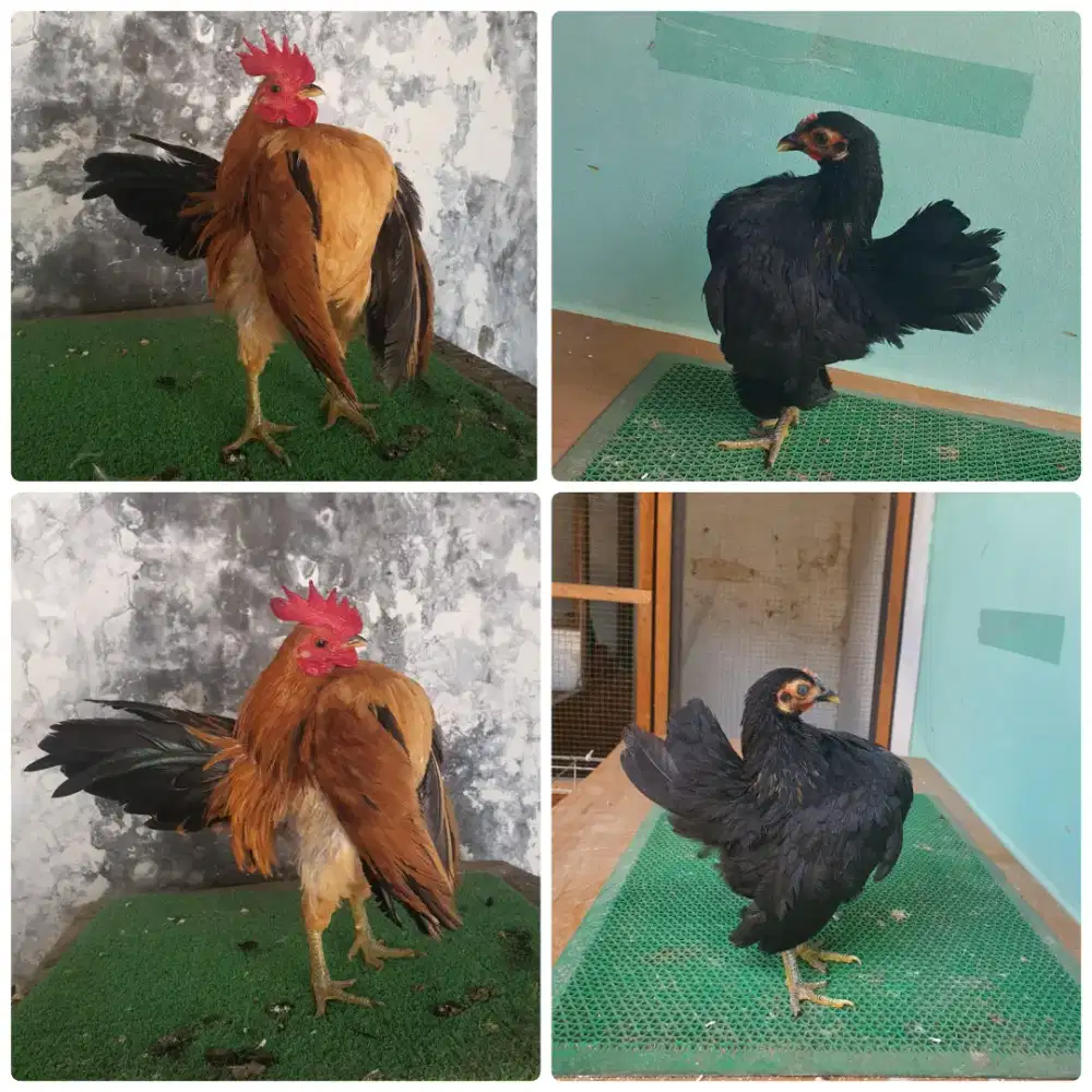 Sepasang serama muda