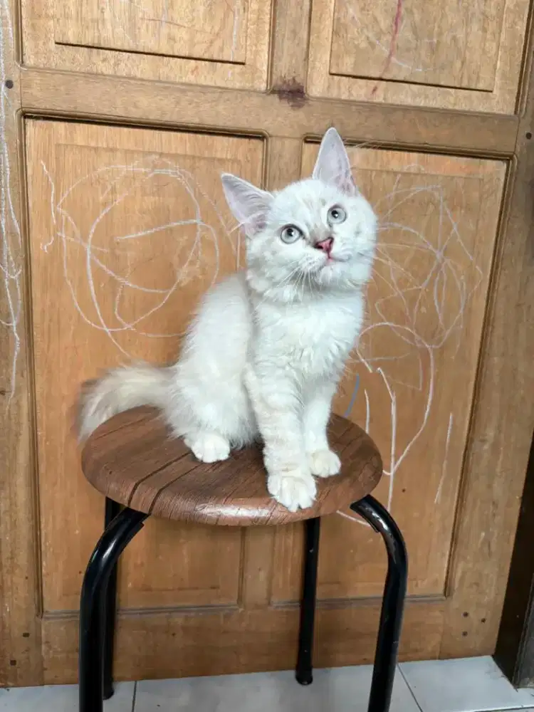 Mainecoon mix persia