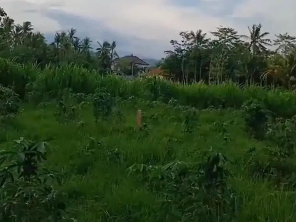 TANAH KAVLING COMMERCIAL BANYUWANGI