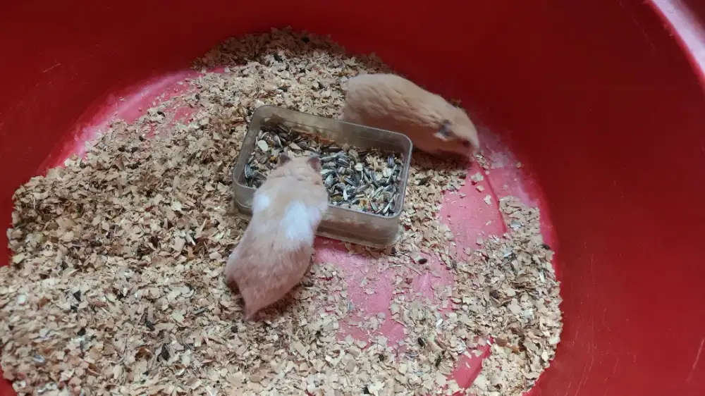 Hamster syrian dan winter