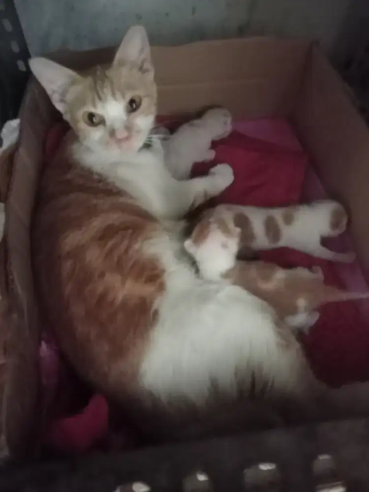 Open Adopsi Induk beserta Anak nya