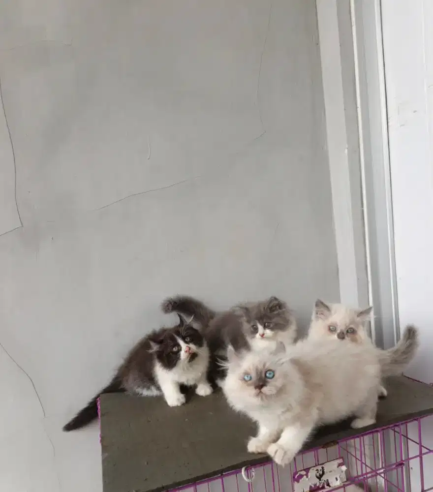 Kitten flat x american curl