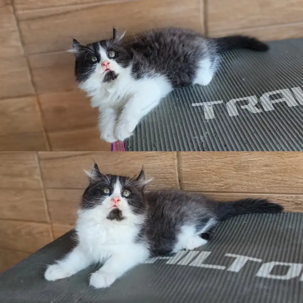 Kitten american curl