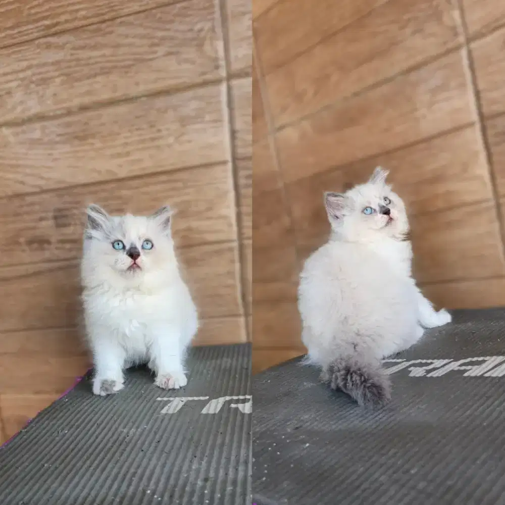Kitten himalaya