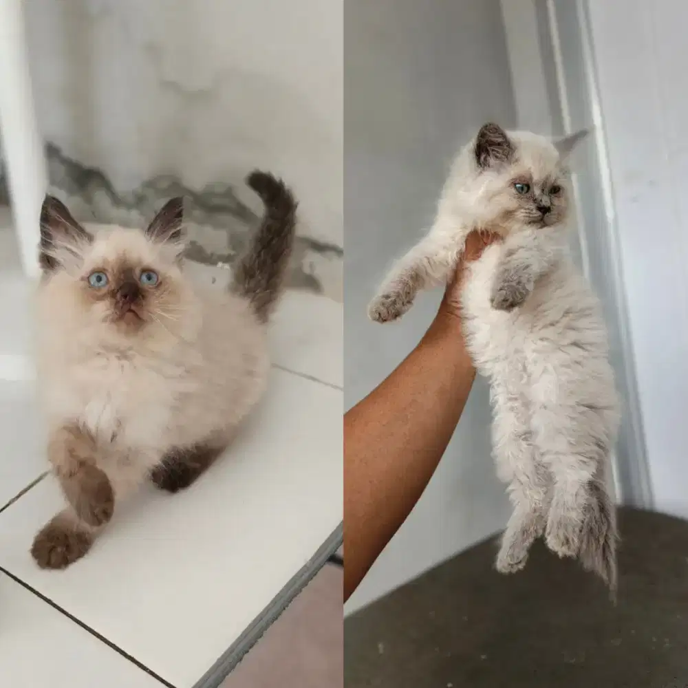 Kitten himalaya