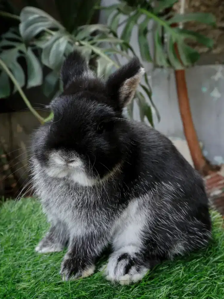 Kelinci mini Netherland Dwarf (murni)