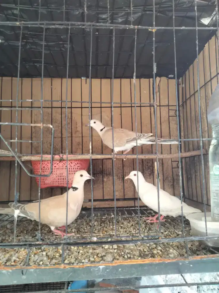 burung puterrrr