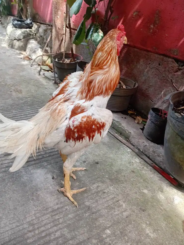 2 Ayam Plucker Spesialis Pukul Pala dan Mata