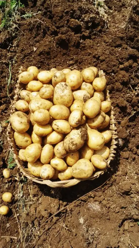 Kentang Premium Per Kg
