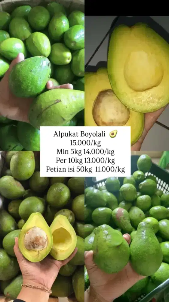 Alpukat 15.000/kg