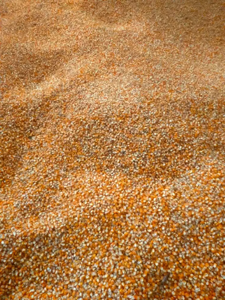 Jagung pipil kering