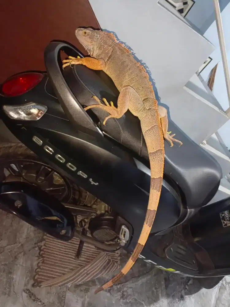 Iguana igun murah bu