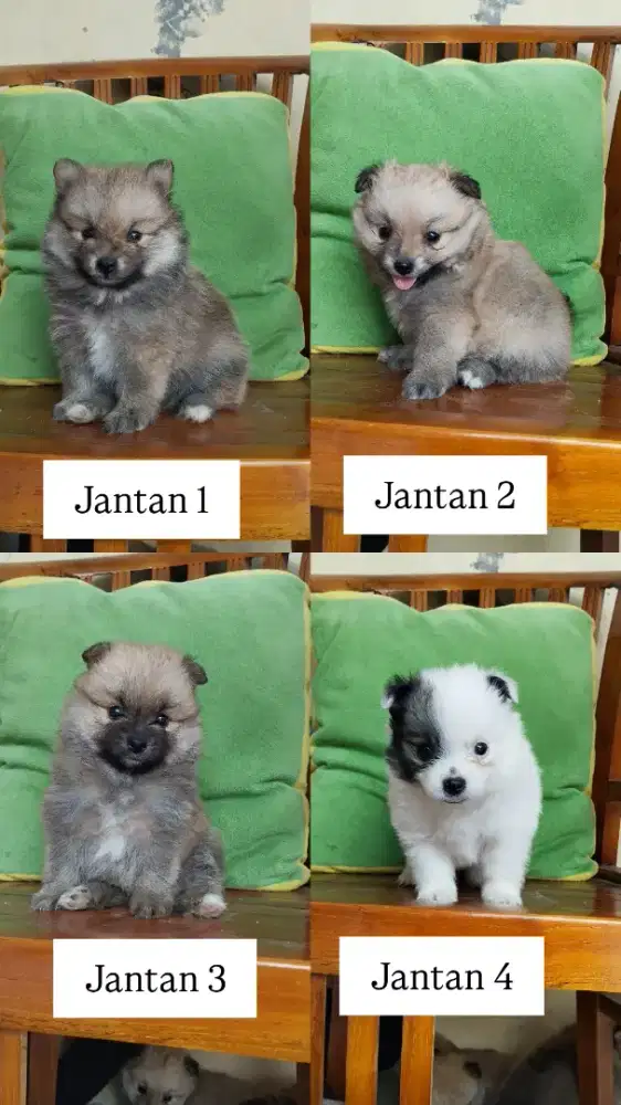 Minipom jantan betina di bogor
