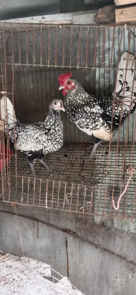 Ayam batik itali sepasang