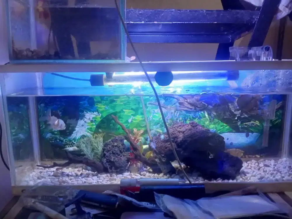 Aquarium arklerik