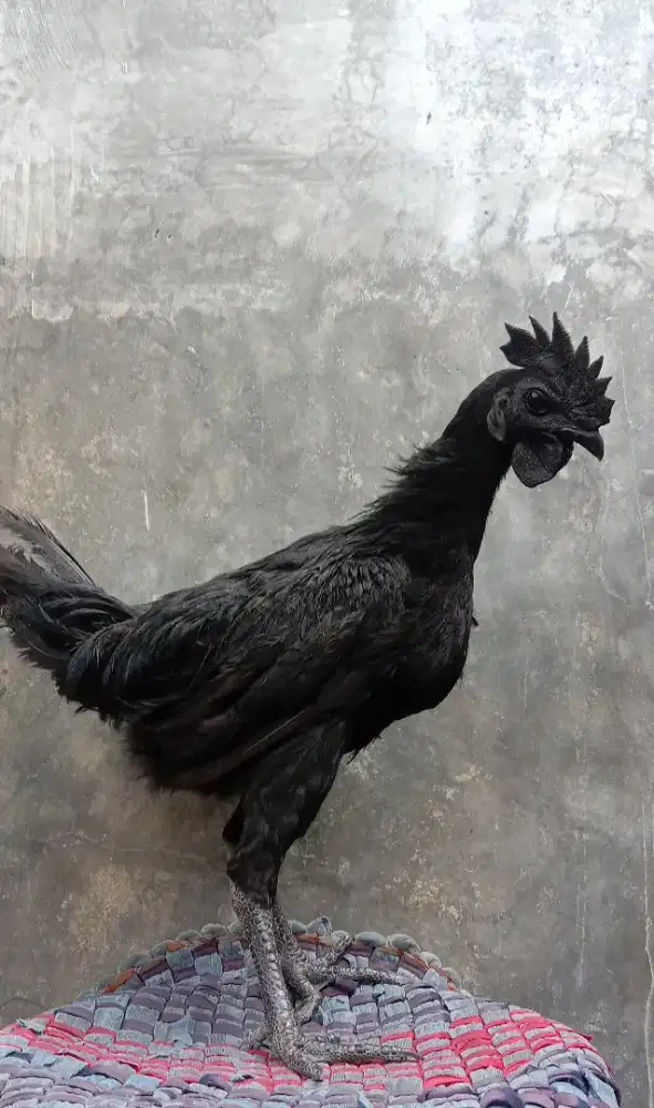 Ayam cemani lidah hitam jantan