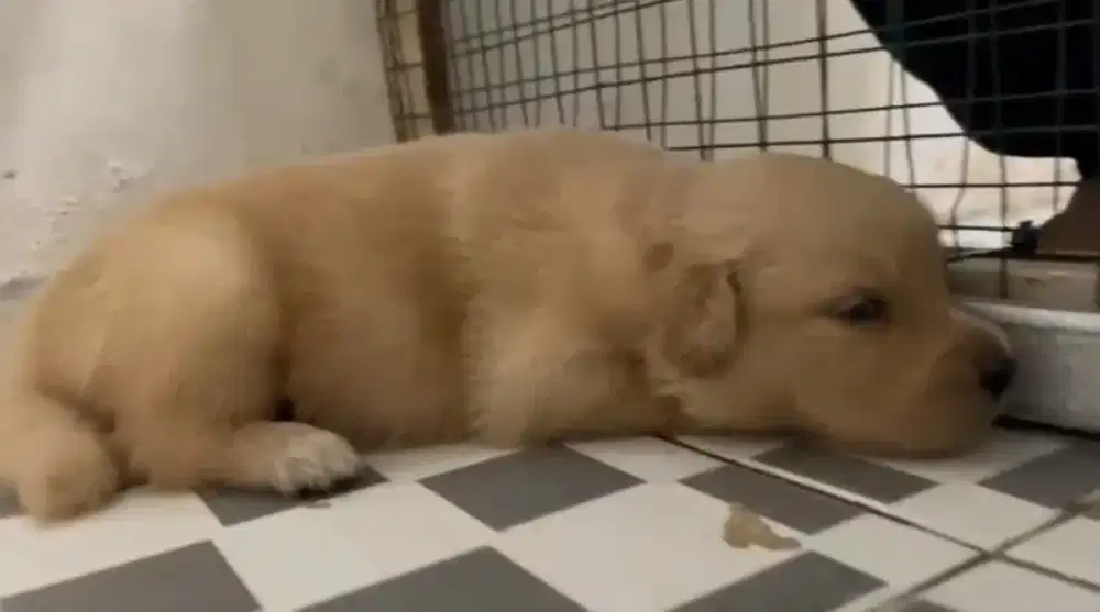 Anak Anjing Golden Retriever