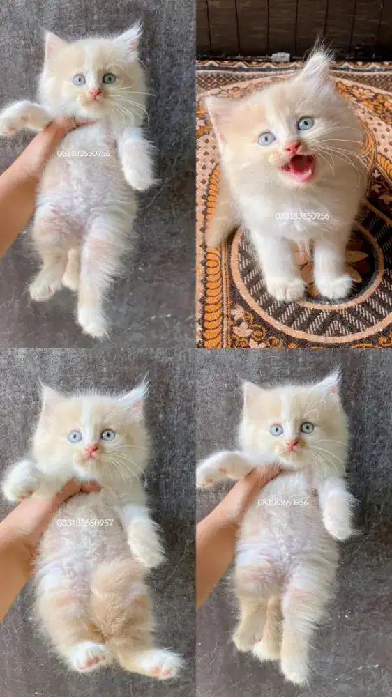 Kucing persia x bsh