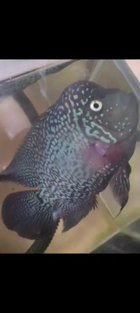 Ikan louhan kamfa f2 free marking